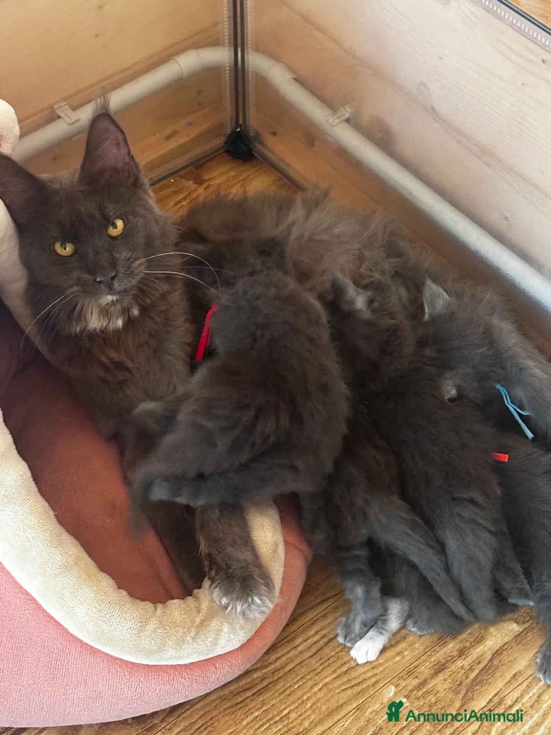 Maine Coon gatti in vendita: Cuccioli Maine coon blue a Città metropolitana di Roma Capitale - Annuncio 2