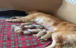 Golden Retriever cani in vendita: Golden Retriever Americano  a Città Metropolitana di Napoli - Immagine 3