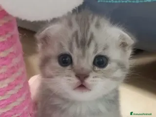 Scottish gatti Cuccioli scottish straight e fold - Annuncio 8