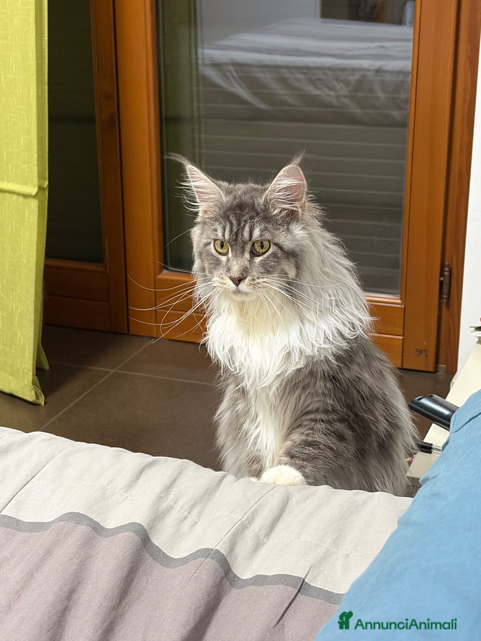 Maine Coon gatti Maine coon cucciolo con pedigree  - Annuncio 18