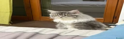 Maine Coon gatti in vendita: Maine coon cucciolo con pedigree  - Annuncio 1