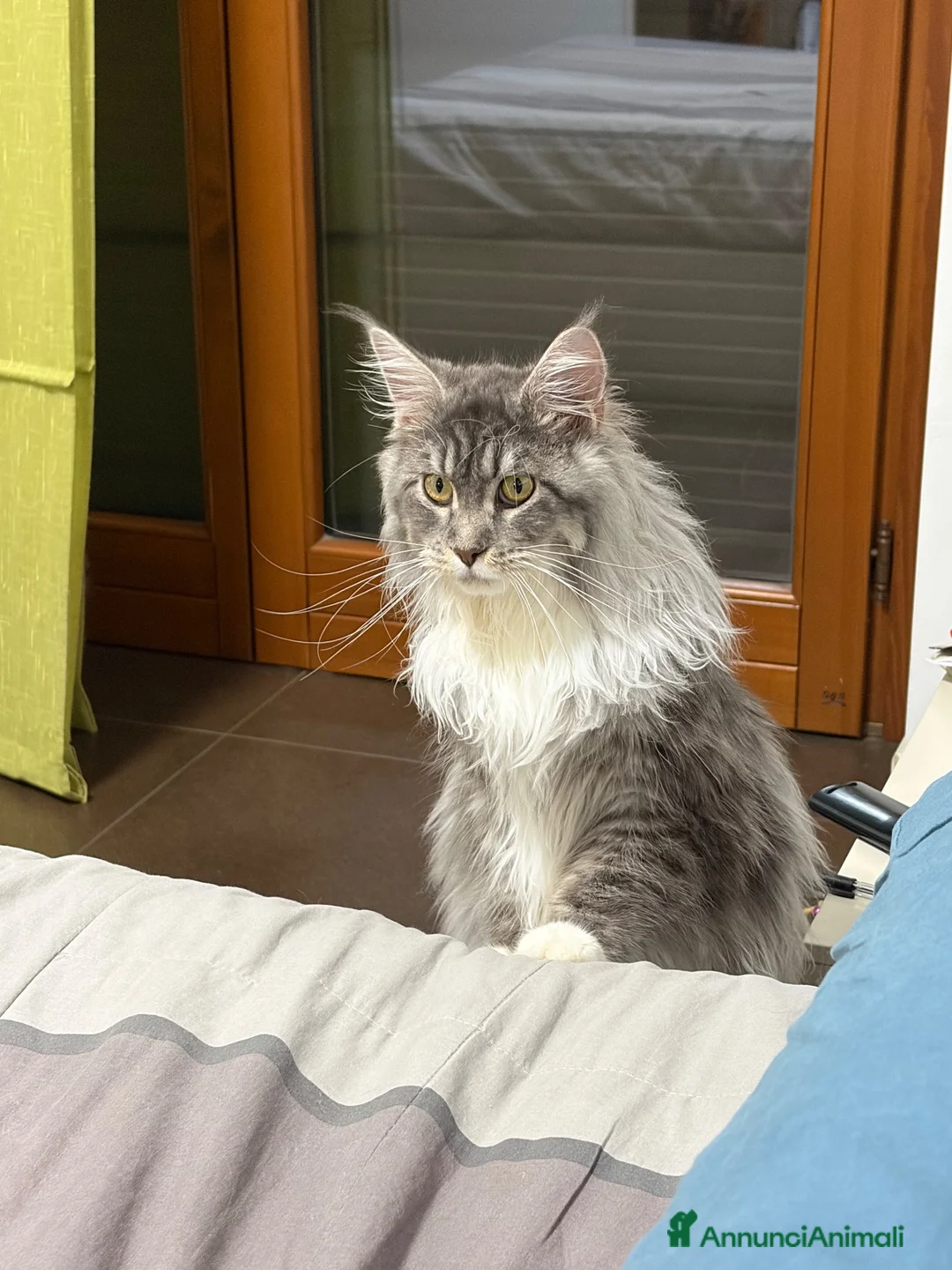 Maine Coon gatti in vendita: Maine coon cucciolo con pedigree  - Annuncio 1