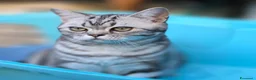 British gatti in vendita: British Shorthair con pedigree  - Annuncio 7
