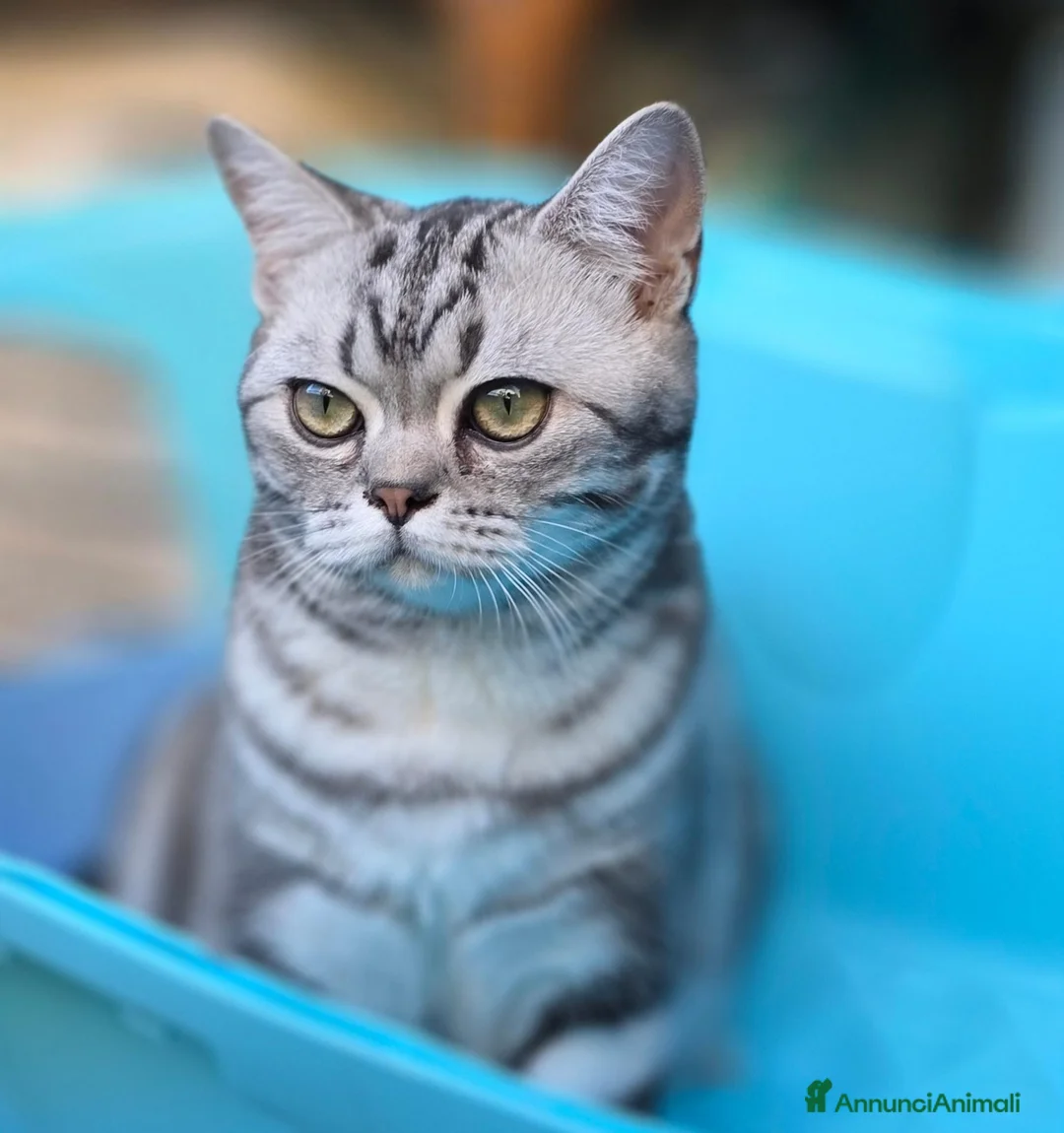 British gatti in vendita: British Shorthair con pedigree  - Annuncio 7