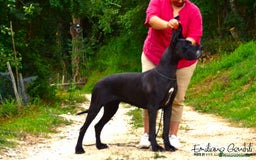 Alano cani in vendita: Cuccioli alani blu - Immagine 8