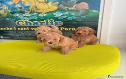 Barboncino cani in vendita: BARBONCINO NANO - Immagine 5