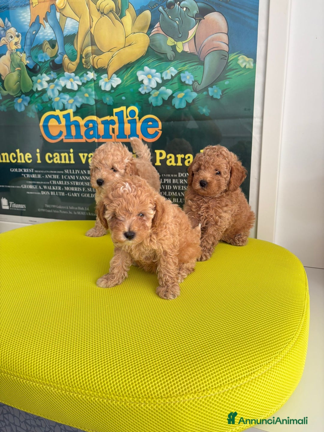 Barboncino cani in vendita: BARBONCINO NANO - Immagine 5