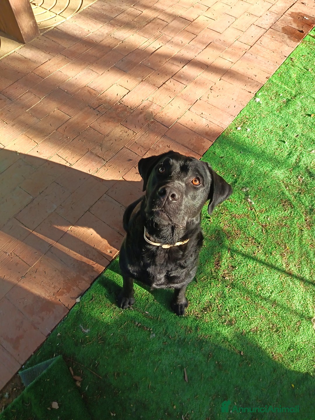Meticcio cani in vendita: Cuccioli di Borador (Border Collie labrador) - Annuncio 9