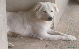 Pastore Maremmano cani in vendita: Pastore maremmano  a Provincia di Rovigo - Immagine 2