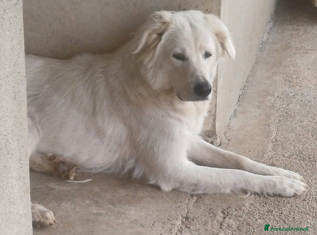 Pastore Maremmano cani in vendita: Pastore maremmano  a Provincia di Rovigo - Immagine 2