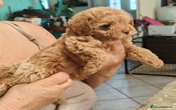 Barboncino Toy cani in vendita: Vendesi cuccioli di Barboncino Toy a Provincia di Rimini - Immagine 3