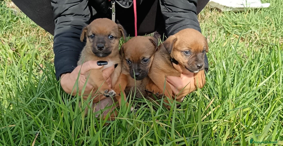 Meticcio cani in regalo: 7 dolcissimi cuccioli di 2 mesi taglia mediopiccol - Annuncio 1