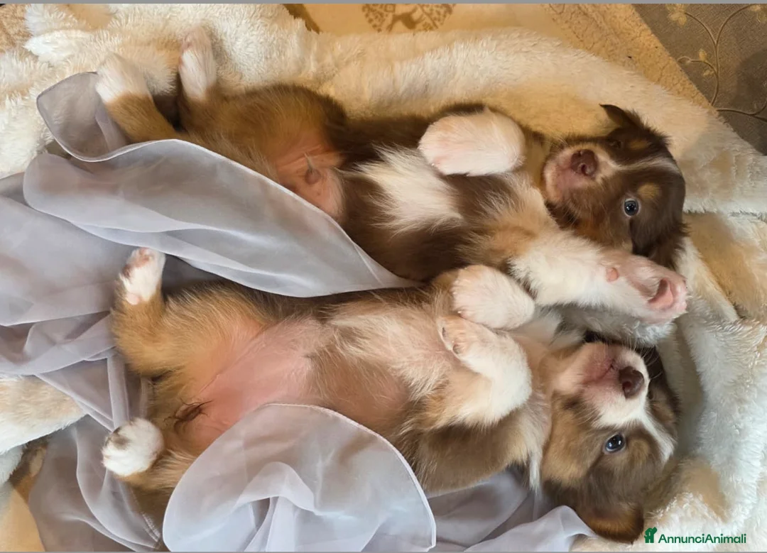 Australian Shepherd cani in vendita: Cuccioli Australian Shepherd - Annuncio 11