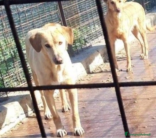 Meticcio cani Portato in canile lager dai padroni 6ANNI FA!SICIL a Città Metropolitana di Milano - Annuncio 1