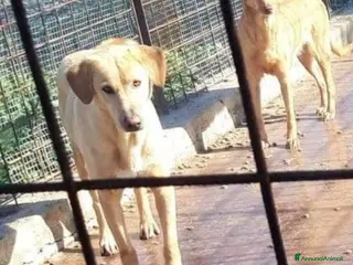 Meticcio cani Portato in canile lager dai padroni 6ANNI FA!SICIL a Città Metropolitana di Milano - Annuncio 25