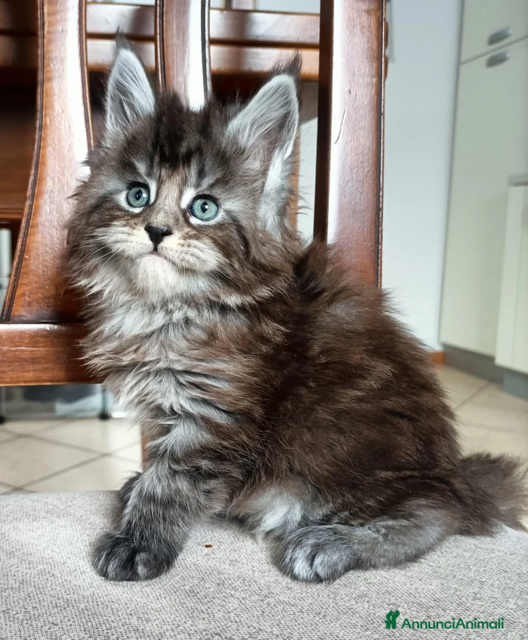Maine Coon gatti in vendita: Maine coon - Annuncio 1