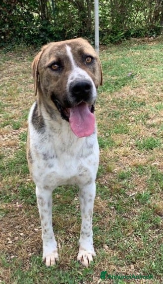 Meticcio cani 6/7anni TRASFERITO IN CANILE, NN ESCE MAI!!LAZIO  - Annuncio 16