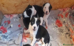 Border Collie cani in vendita: Cuccioli Border collie linea da lavoro  a Provincia di Modena - Immagine 3