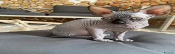 Sphynx gatti in vendita: Cuccioli Sphynks  - Annuncio 31