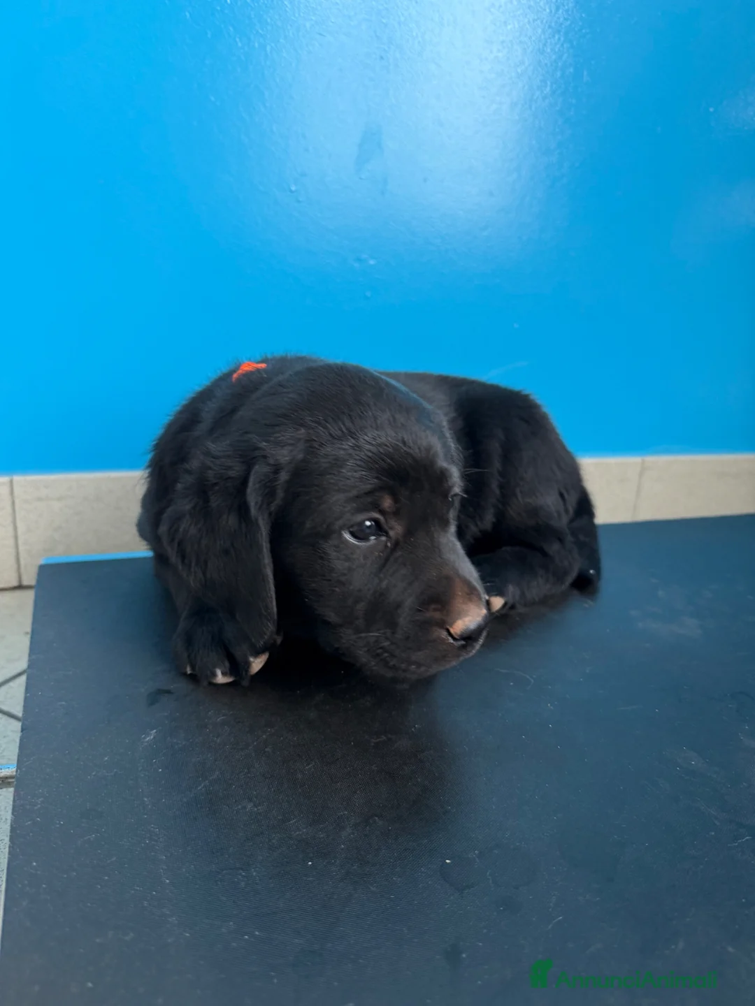 Labrador cani in vendita: Cuccioli Labrador  - Annuncio 2