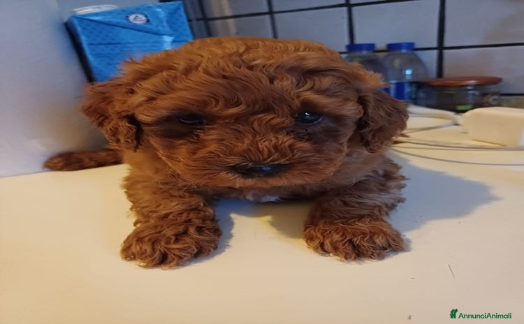 Barboncino Toy cani a Città Metropolitana di Genova - Annuncio 3