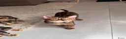 Bengala gatti in vendita: Bengala TICA Bellissimi ed Adorabili  a Città Metropolitana di Napoli - Annuncio 12