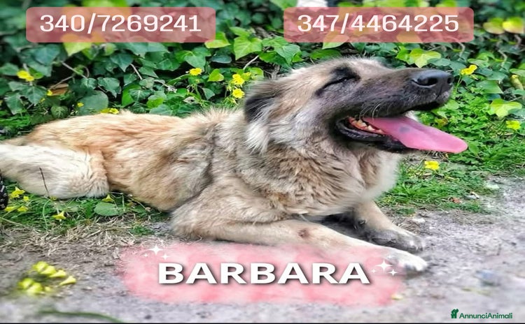 Meticcio cani a Provincia della Spezia - Annuncio 19