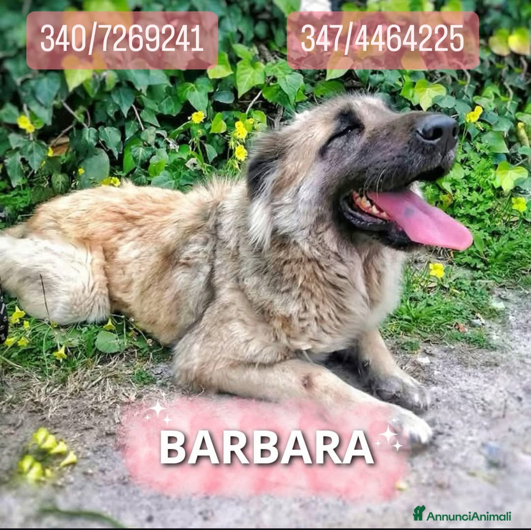 Meticcio cani in regalo: BARBARA 🩷 - meravigliosa cagnolina che sorride a Provincia della Spezia - Immagine 1