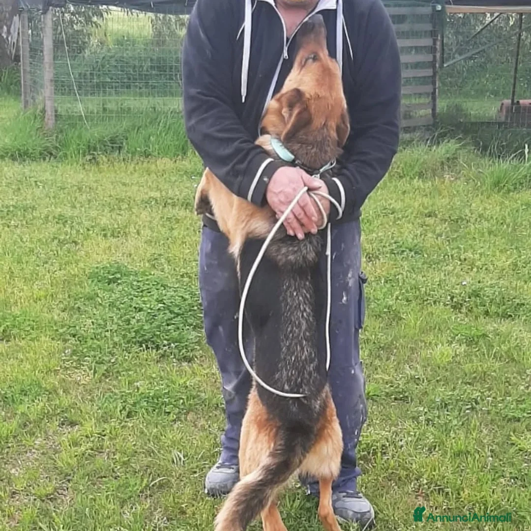 Pastore Tedesco cani in regalo: LUNA cerca casa - pastore tedesco 20 mesi adozione - Annuncio 2