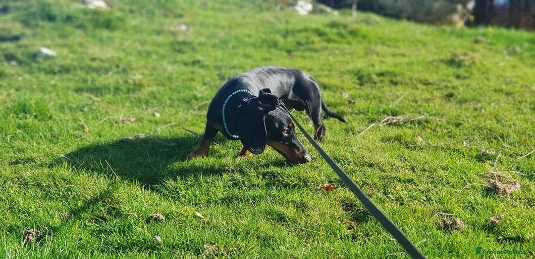 Bassotto cani per accoppiamento: Bassotto con pedigree cerca Bassotta per “coccole” a Provincia di Verona - Annuncio 5