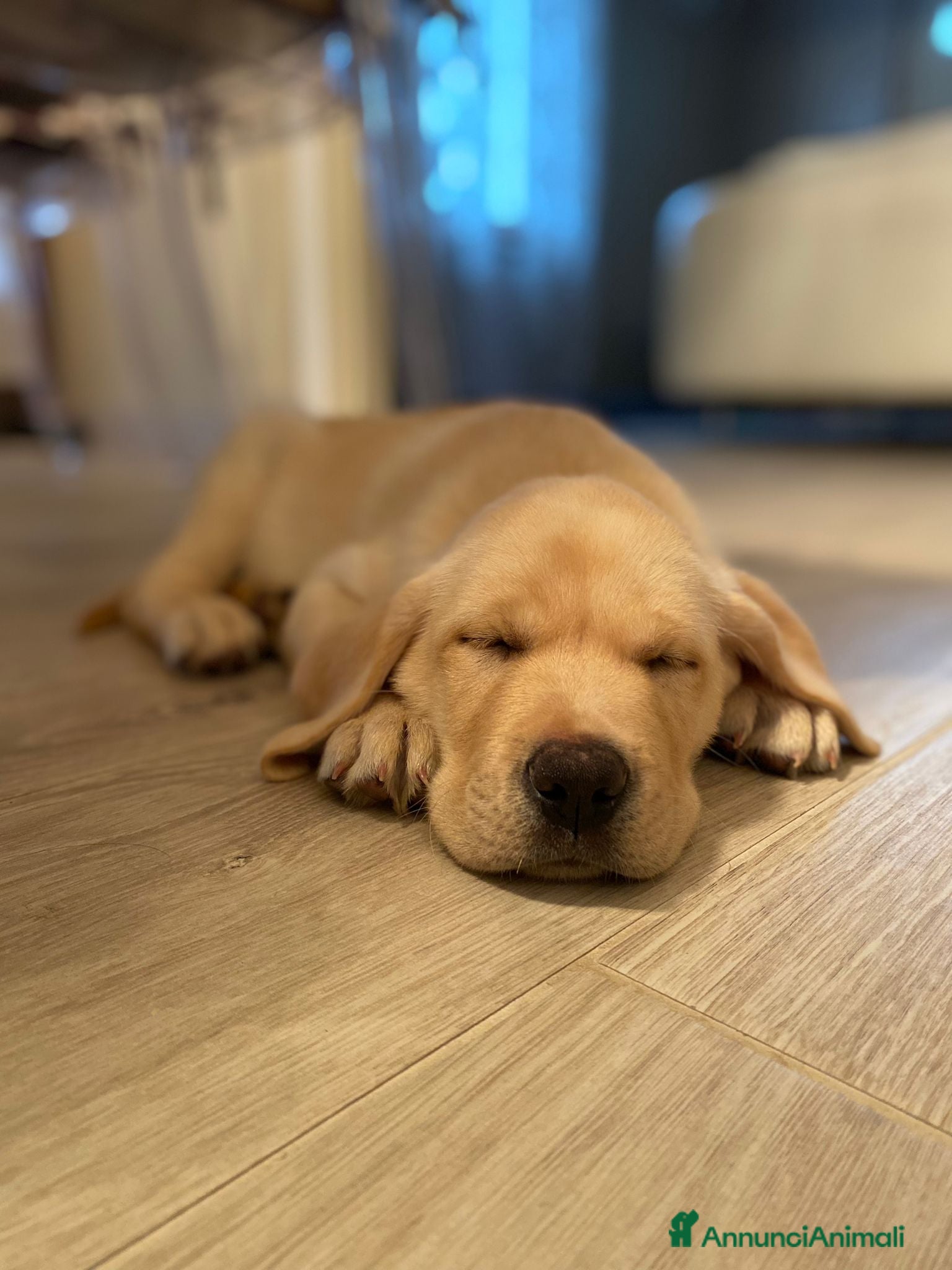 Labrador cani Labrador retriever  - Annuncio 1