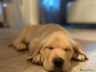 Labrador cani Labrador retriever - Annuncio 1