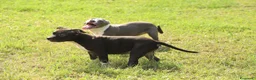 Pitbull cani in vendita: Cuccioli di Pit Bull anche a rate - Annuncio 6