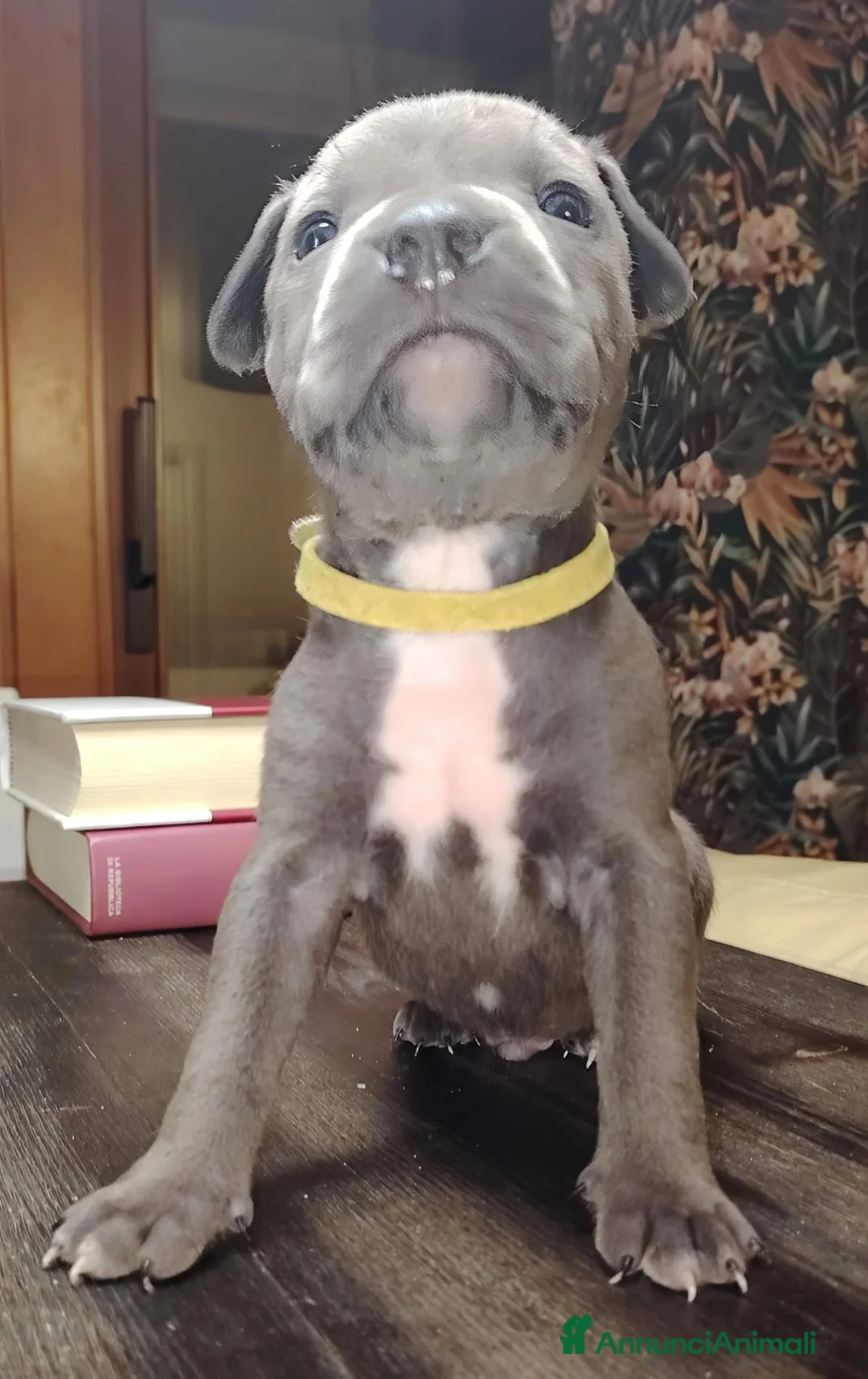 Pitbull cani in vendita: Meravigliosi e ricercati cuccioli di Pitbull - Annuncio 13