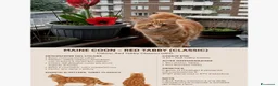 Maine Coon gatti in vendita: Cuccioli Maine coon  - Annuncio 15