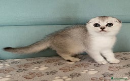 Scottish gatti in vendita: Cuccioli Scottish Fold e Straight a Villafranca di Verona - Immagine 6