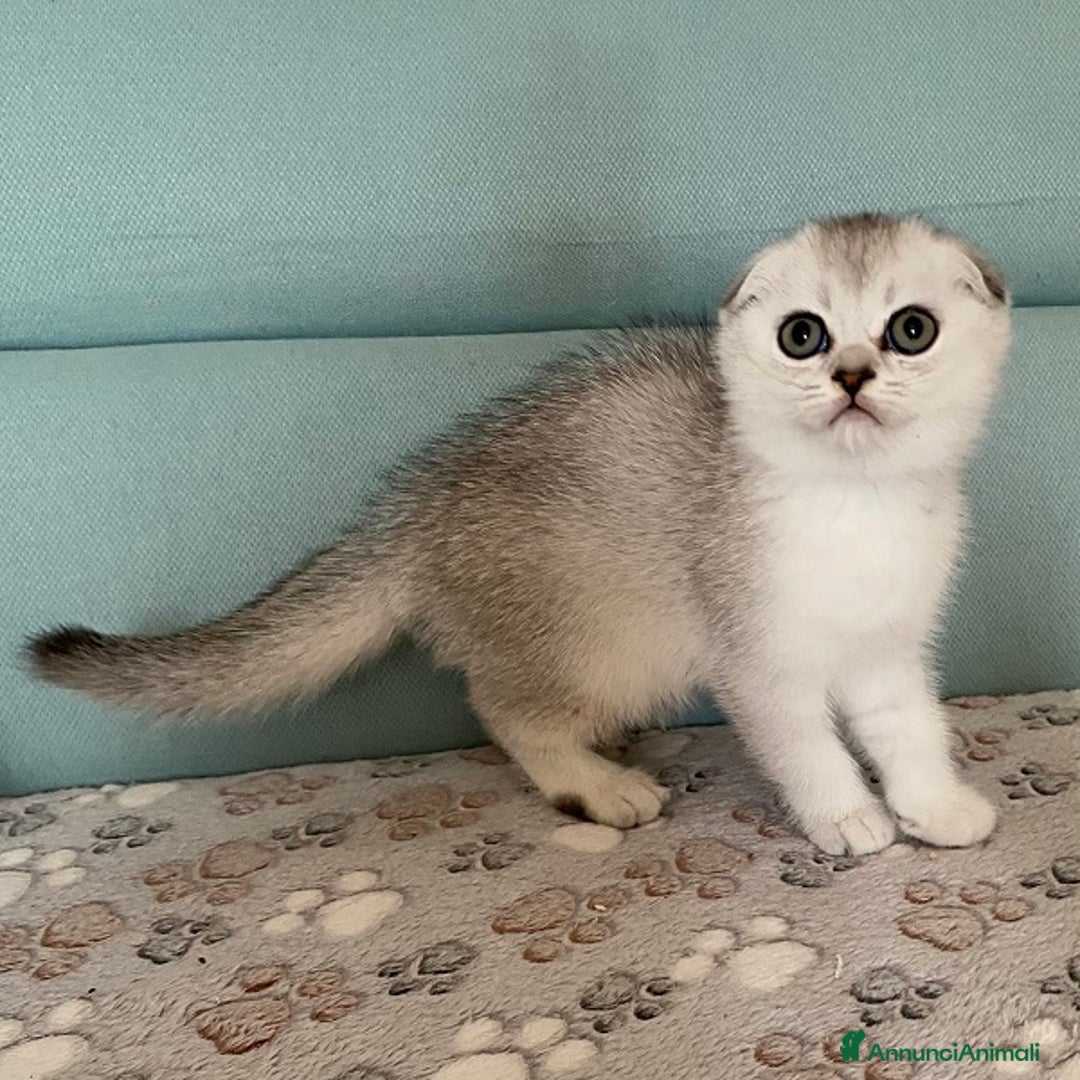 Scottish gatti in vendita: Cuccioli Scottish Fold e Straight a Villafranca di Verona - Immagine 6