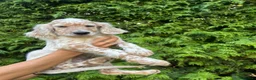 Setter Inglese cani in vendita: Cuccioli di Setter Inglese - Annuncio 4