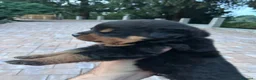 Rottweiler cani in vendita: Vendita cuccioli rottweiler alta genealogia  - Annuncio 2