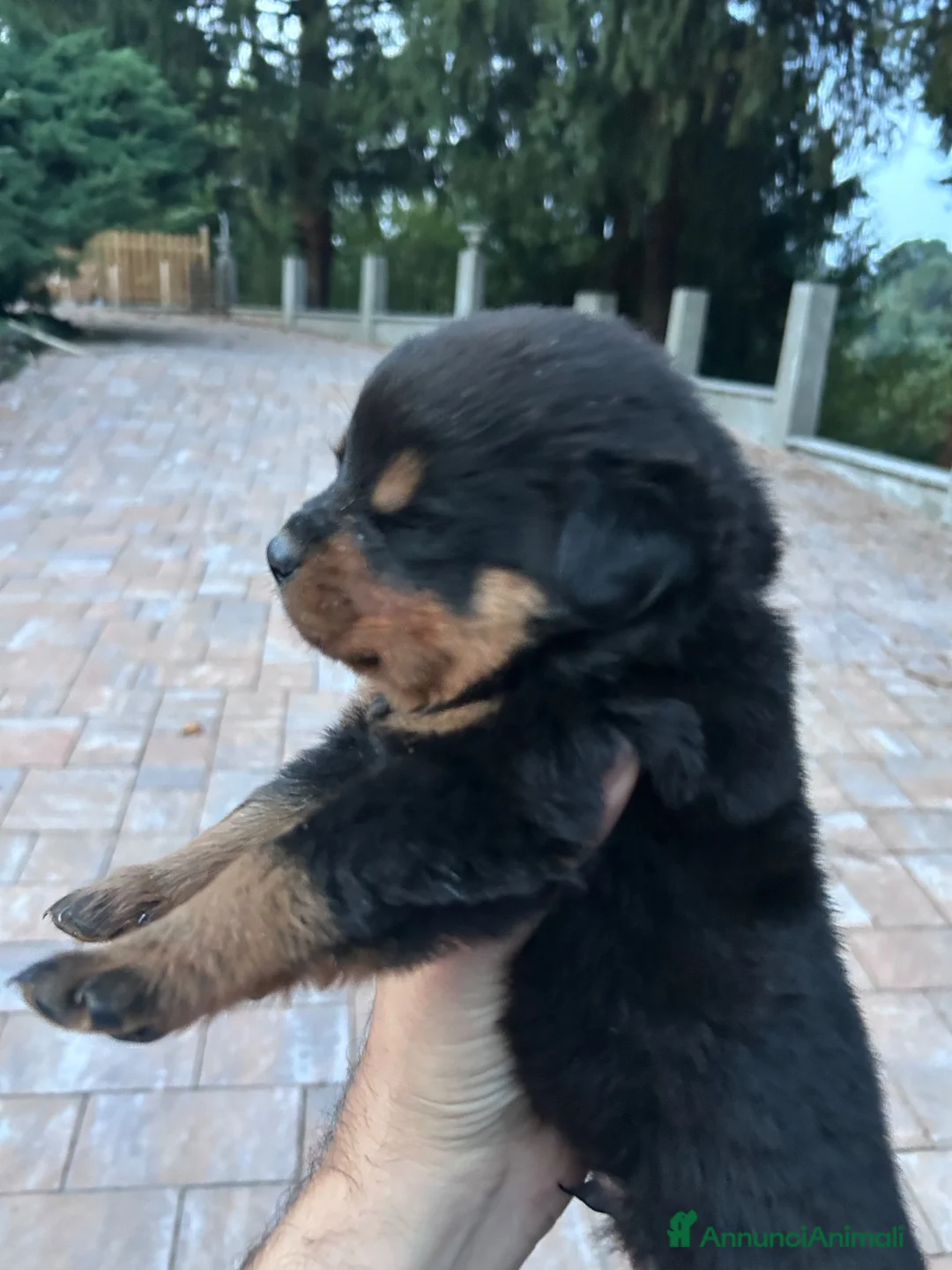 Rottweiler cani in vendita: Vendita cuccioli rottweiler alta genealogia  - Annuncio 2