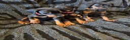 Dobermann cani in vendita: Cuccioli di dobermann - Annuncio 4