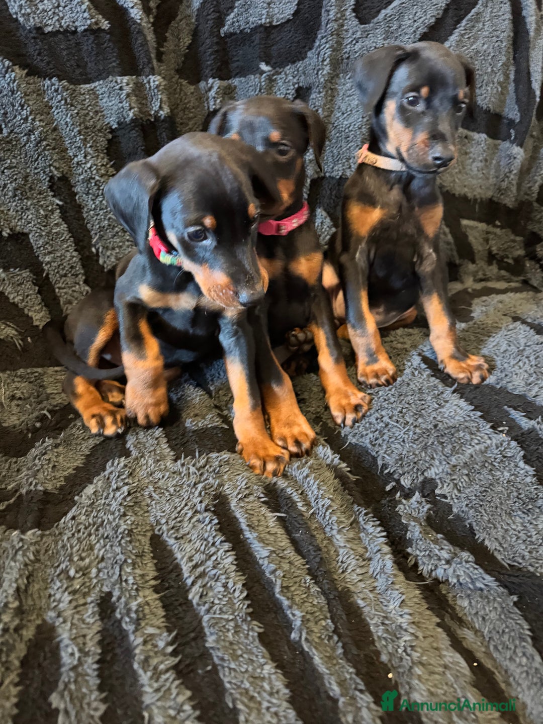 Dobermann cani in vendita: Cuccioli di dobermann - Annuncio 4