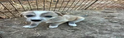 Meticcio cani in regalo: CUCCIOLI, URGENTE: TEMPO SCADUTO! a Provincia di Arezzo - Annuncio 2
