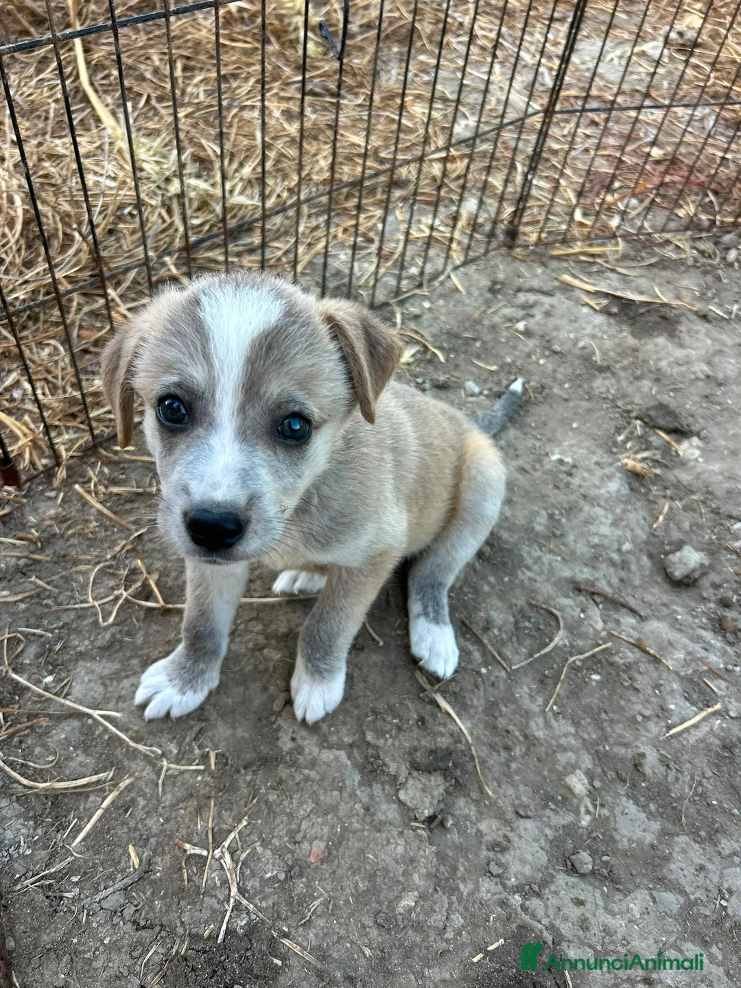 Meticcio cani in regalo: CUCCIOLI, URGENTE: TEMPO SCADUTO! a Provincia di Arezzo - Annuncio 2