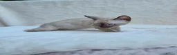 Bengala gatti in vendita: Cucciolo gatto bengala  - Annuncio 3