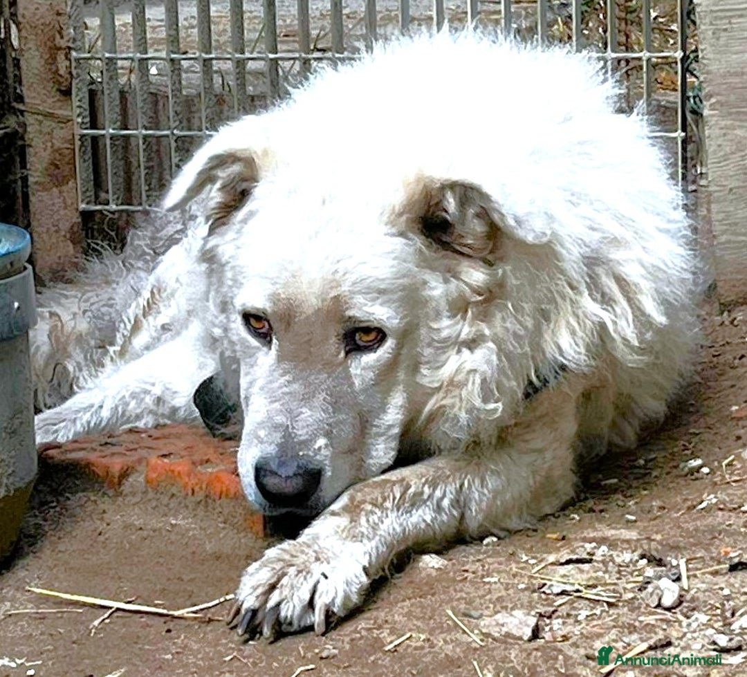 Pastore Maremmano cani in regalo: ZACK giovane PMA unico! - Annuncio 4