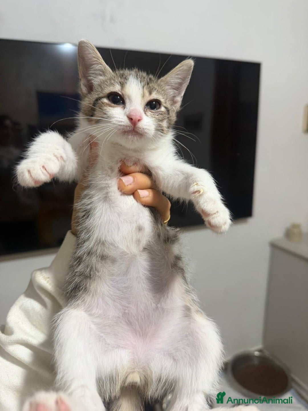 Europeo gatti in regalo: Gattini nati in casa - Annuncio 5