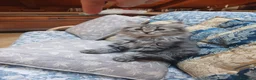 Siberiano gatti in vendita: Bellissimo cucciolo siberiano a Città Metropolitana di Bologna - Annuncio 6