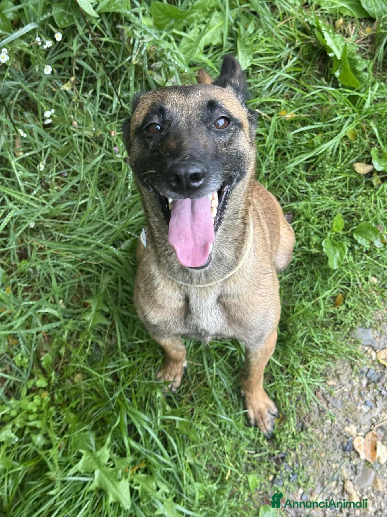 Pastore Belga cani Splendidi PASTORI BELGA MALINOIS cercano famiglie! - Annuncio 1