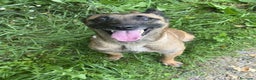 Pastore Belga cani in regalo: Splendidi PASTORI BELGA MALINOIS cercano famiglie! - Annuncio 1